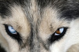 Closeup-of-a-Husky-with-blue-and-brown-eyes