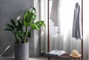 Home-decor-with-plant-and-clothes-rack